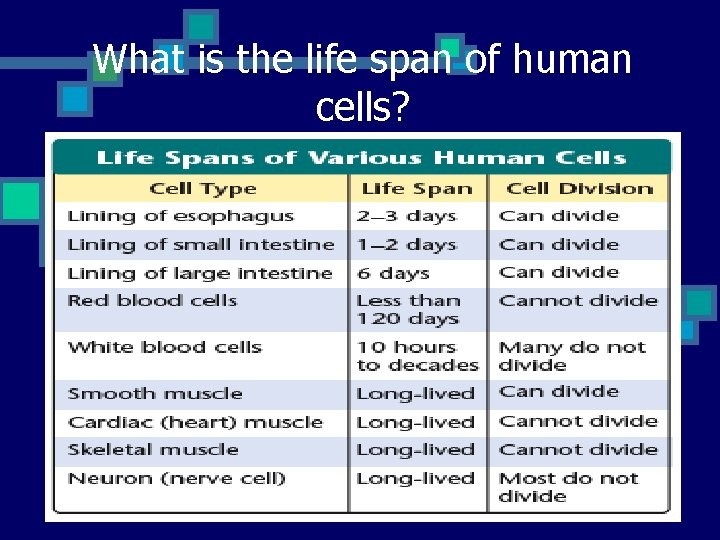 What is the life span of human cells? 