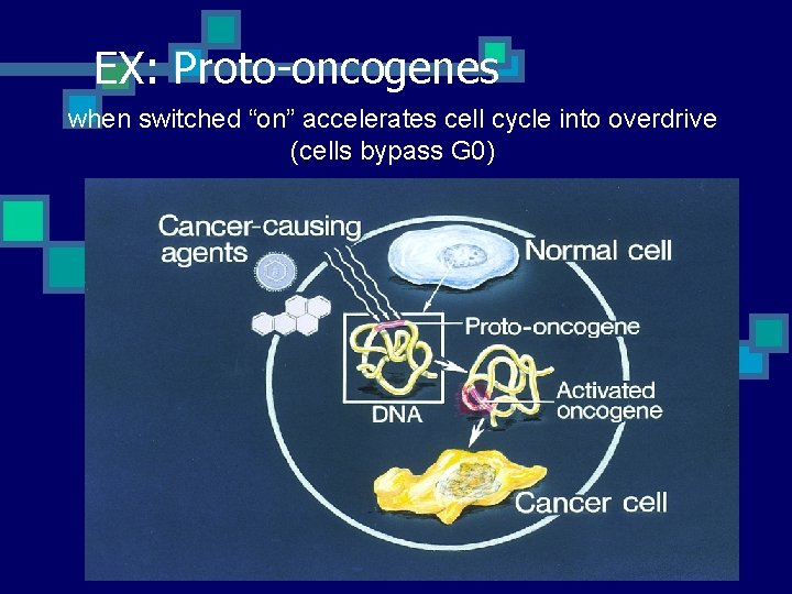 EX: Proto-oncogenes when switched “on” accelerates cell cycle into overdrive (cells bypass G 0)