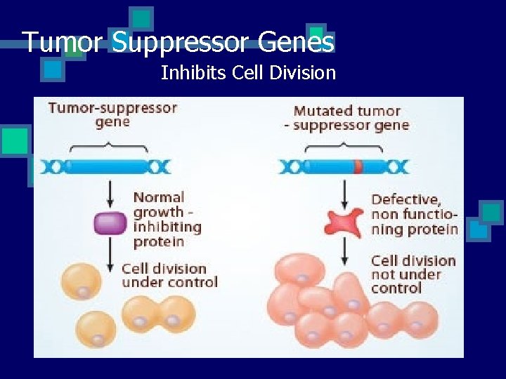 Tumor Suppressor Genes Inhibits Cell Division 