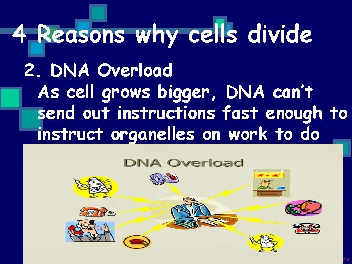 4 Reasons why cells divide 2. DNA Overload As cell grows bigger, DNA can’t