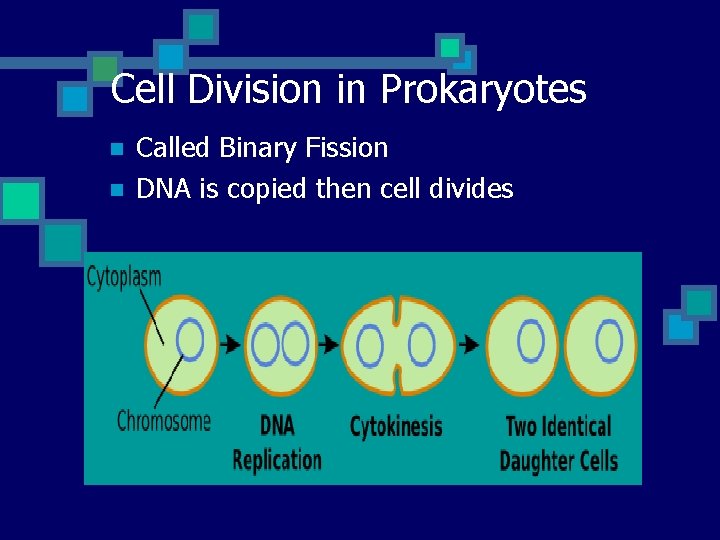 Cell Division in Prokaryotes n n Called Binary Fission DNA is copied then cell