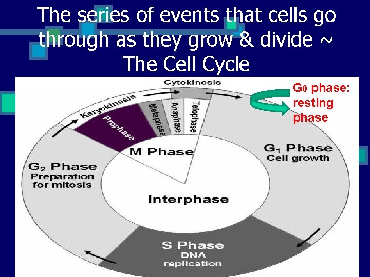 The series of events that cells go through as they grow & divide ~