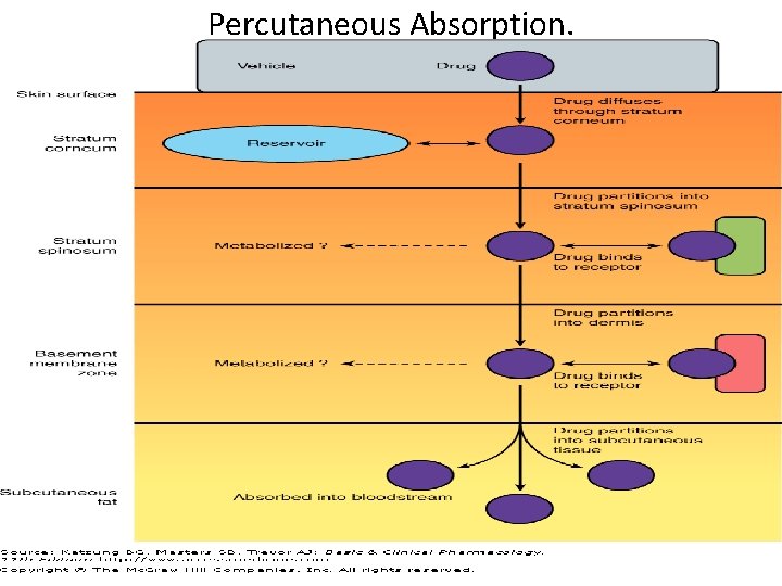 Percutaneous Absorption. 