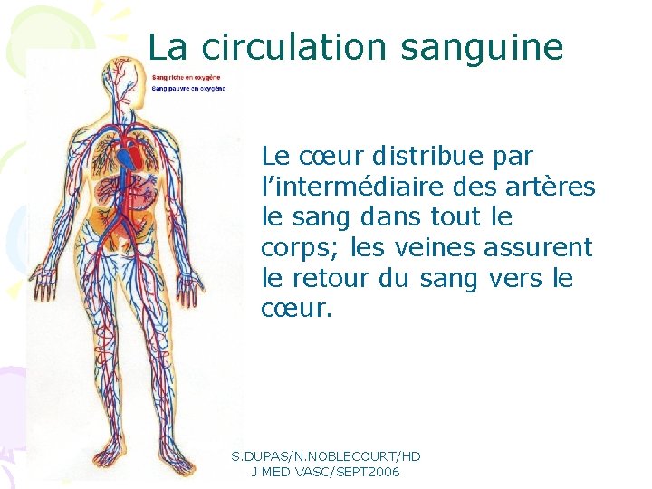 La circulation sanguine Le cœur distribue par l’intermédiaire des artères le sang dans tout