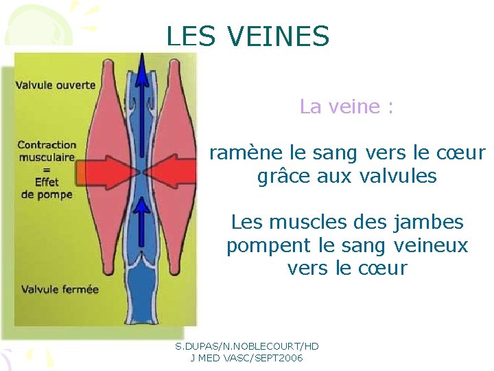 LES VEINES La veine : ramène le sang vers le cœur grâce aux valvules