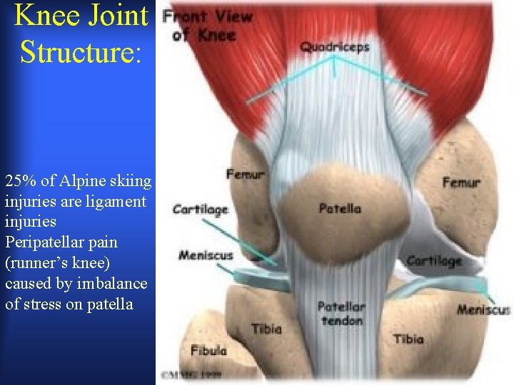 Knee Joint Structure: 25% of Alpine skiing injuries are ligament injuries Peripatellar pain (runner’s