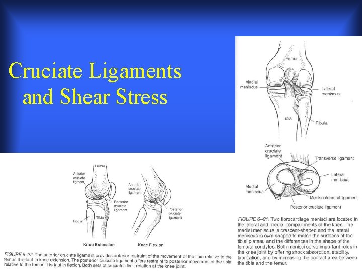 Cruciate Ligaments and Shear Stress 