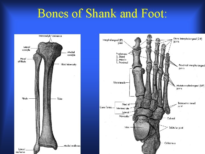 Bones of Shank and Foot: 