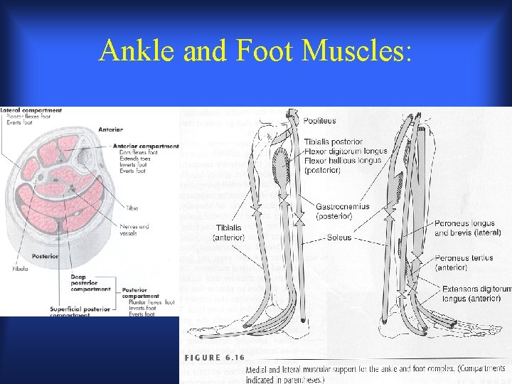 Ankle and Foot Muscles: 