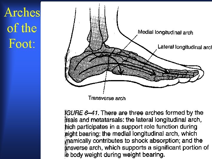 Arches of the Foot: 