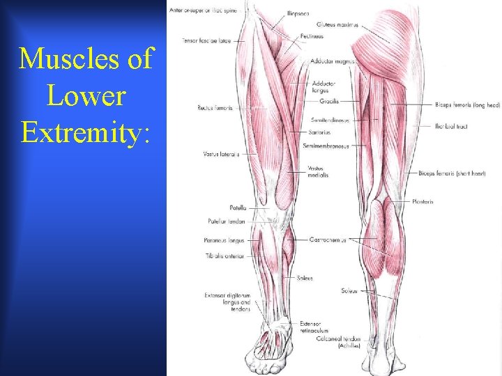 Muscles of Lower Extremity: 