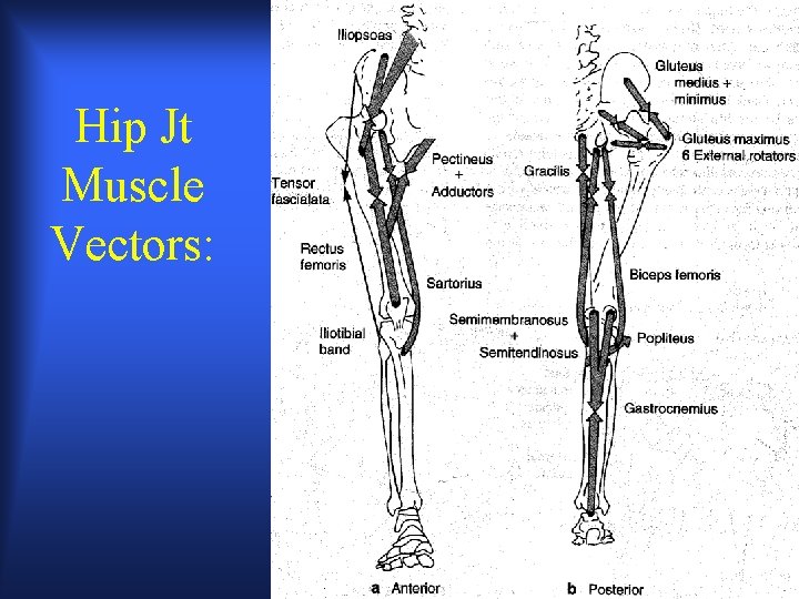 Hip Jt Muscle Vectors: 