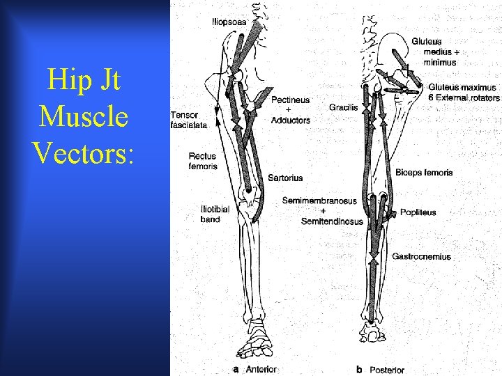 Hip Jt Muscle Vectors: 