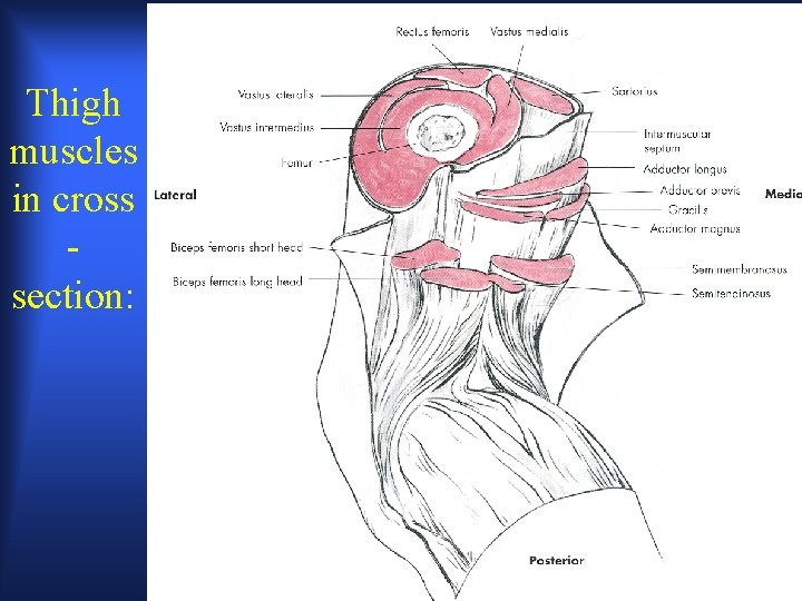 Thigh muscles in cross section: 