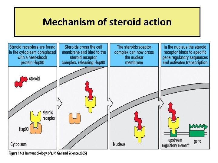 Figure 14 -2 Mechanism of steroid action Figure 14 -2 Mechanism of steroid action
