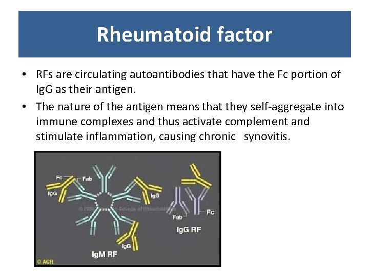 Rheumatoid factor • RFs are circulating autoantibodies that have the Fc portion of Ig. Rheumatoid factor • RFs are circulating autoantibodies that have the Fc portion of Ig.