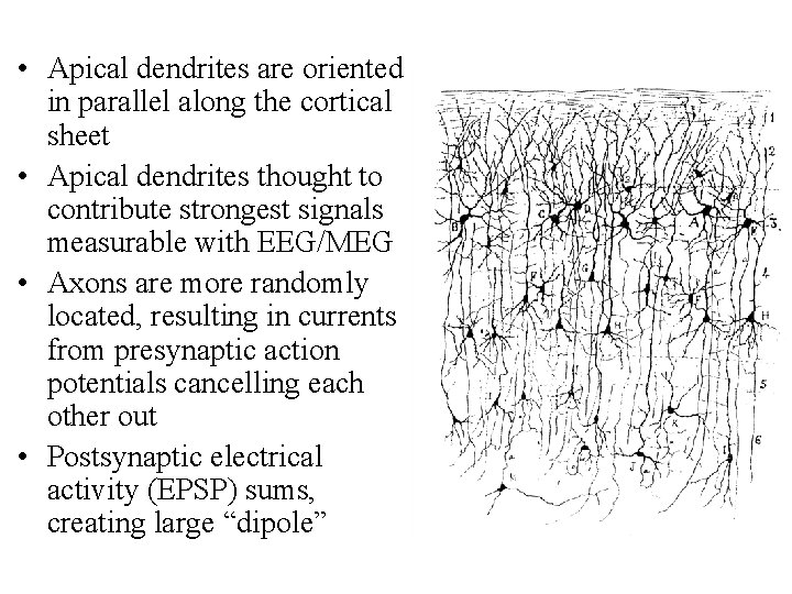  • Apical dendrites are oriented in parallel along the cortical sheet • Apical