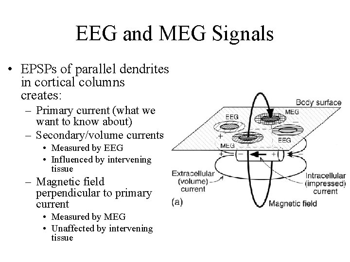 EEG and MEG Signals • EPSPs of parallel dendrites in cortical columns creates: –