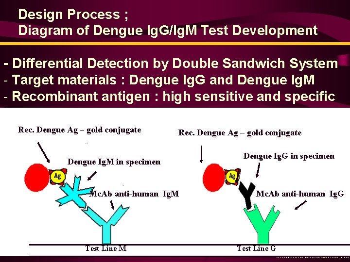 Design Process ; Diagram of Dengue Ig. G/Ig. M Test Development - Differential Detection