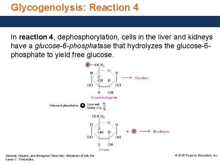 Glycogenolysis: Reaction 4 In reaction 4, dephosphorylation, cells in the liver and kidneys have