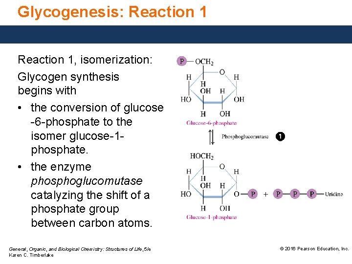 Glycogenesis: Reaction 1, isomerization: Glycogen synthesis begins with • the conversion of glucose -6