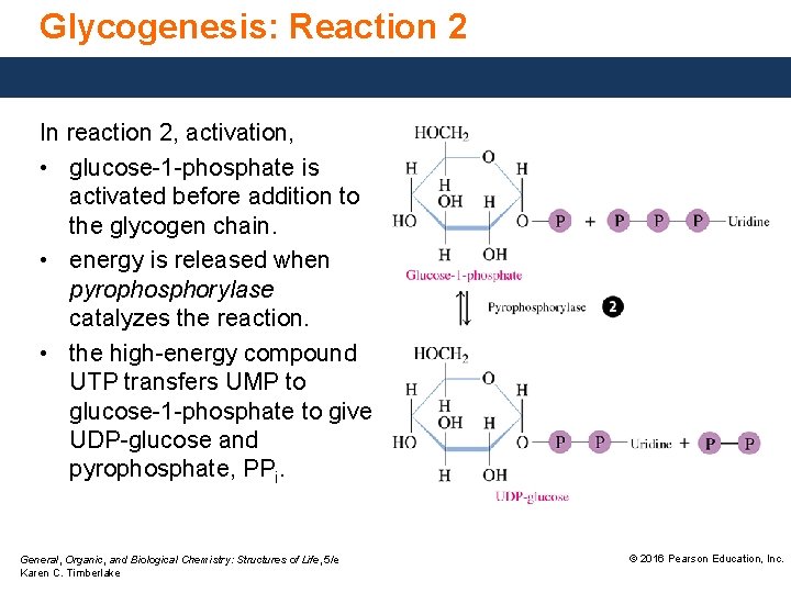 Glycogenesis: Reaction 2 In reaction 2, activation, • glucose-1 -phosphate is activated before addition