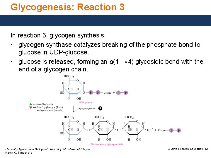 Glycogenesis: Reaction 3 In reaction 3, glycogen synthesis, • glycogen synthase catalyzes breaking of