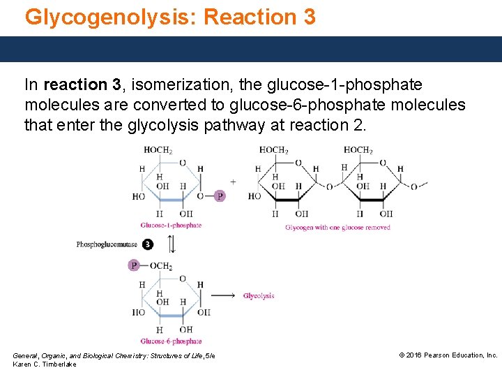 Glycogenolysis: Reaction 3 In reaction 3, isomerization, the glucose-1 -phosphate molecules are converted to