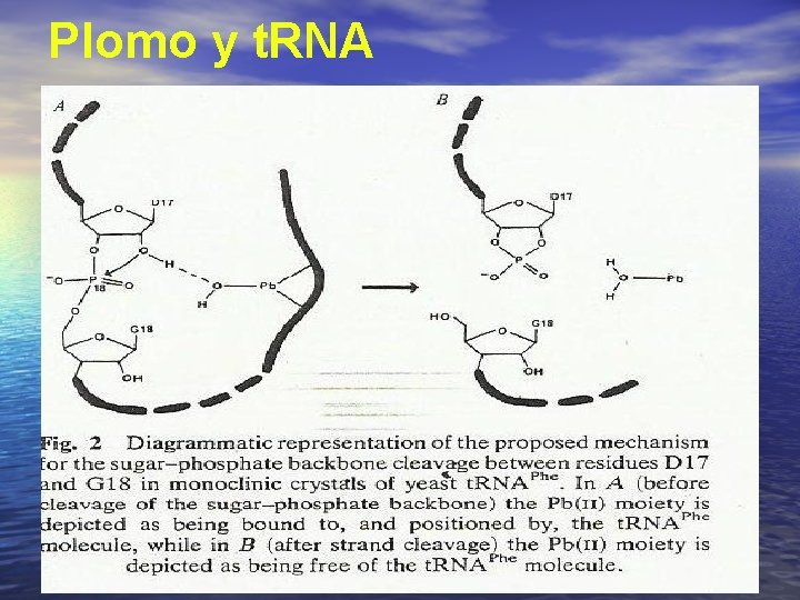 Plomo y t. RNA 