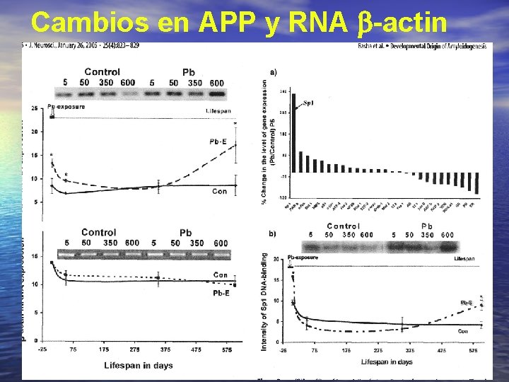 Cambios en APP y RNA -actin 