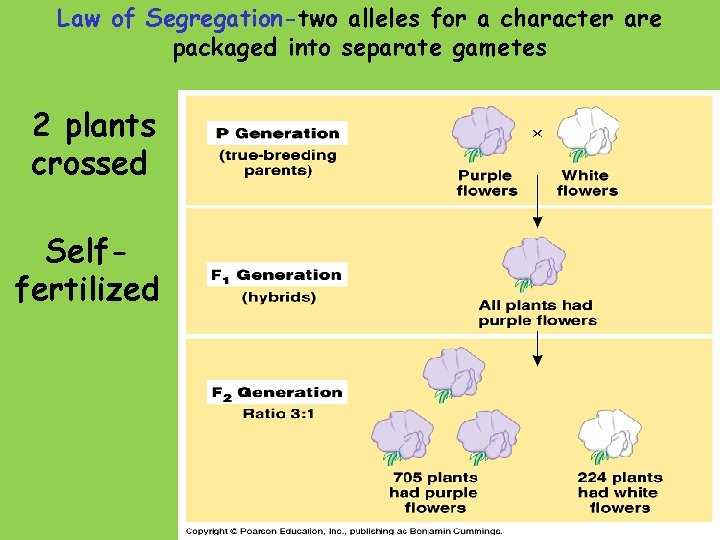 Law of Segregation-two alleles for a character are packaged into separate gametes 2 plants