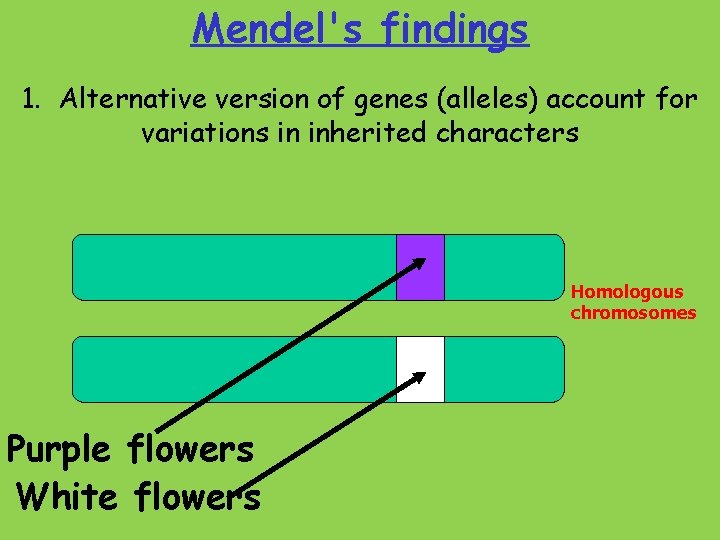 Mendel's findings 1. Alternative version of genes (alleles) account for variations in inherited characters