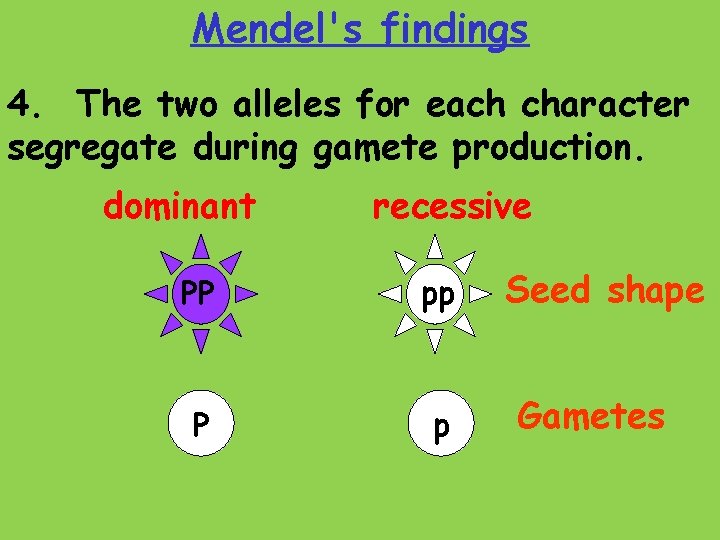 Mendel's findings 4. The two alleles for each character segregate during gamete production. dominant