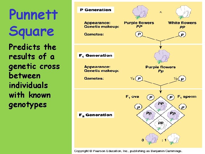 Punnett Square Predicts the results of a genetic cross between individuals with known genotypes