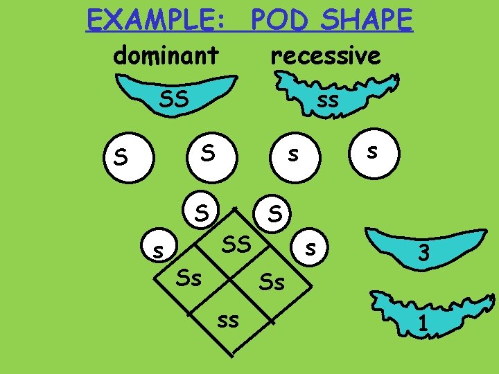 EXAMPLE: POD SHAPE dominant recessive SS ss S S S s s s SS