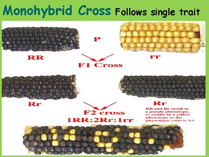 Monohybrid Cross Follows single trait 