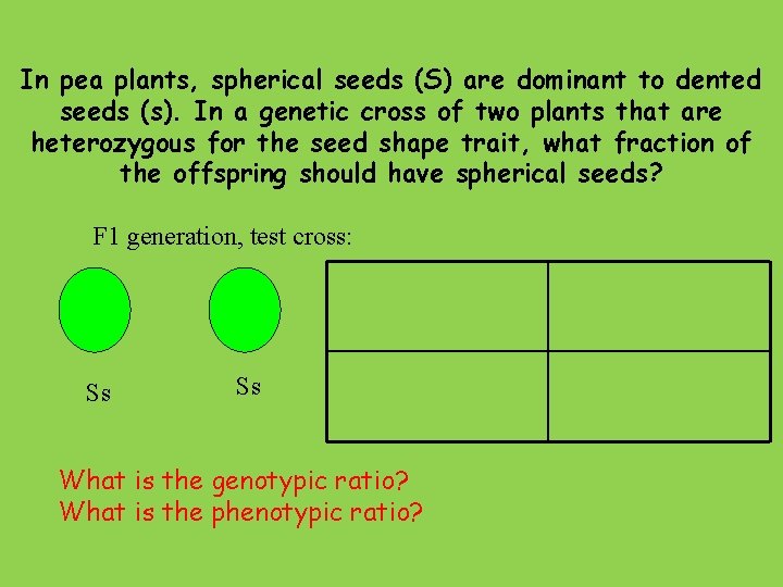 In pea plants, spherical seeds (S) are dominant to dented seeds (s). In a