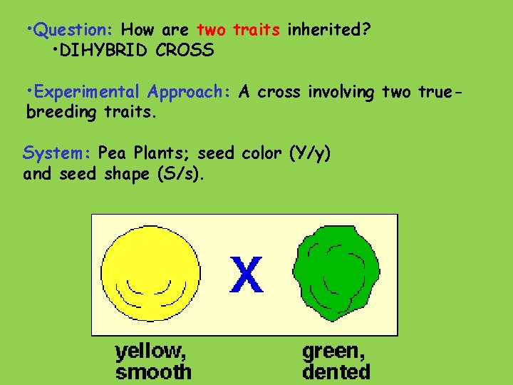  • Question: How are two traits inherited? • DIHYBRID CROSS • Experimental Approach: