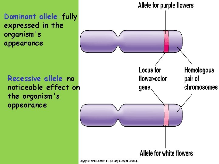 Dominant allele-fully expressed in the organism's appearance Recessive allele-no noticeable effect on the organism's