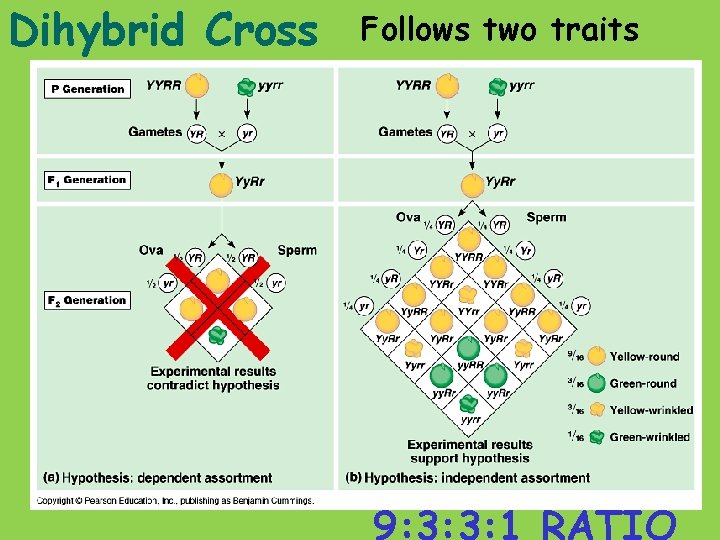 Dihybrid Cross Follows two traits 9: 3: 3: 1 RATIO 