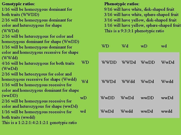 Genotypic ratios: 1/16 will be homozygous dominant for both traits (WWDD) 2/16 will be