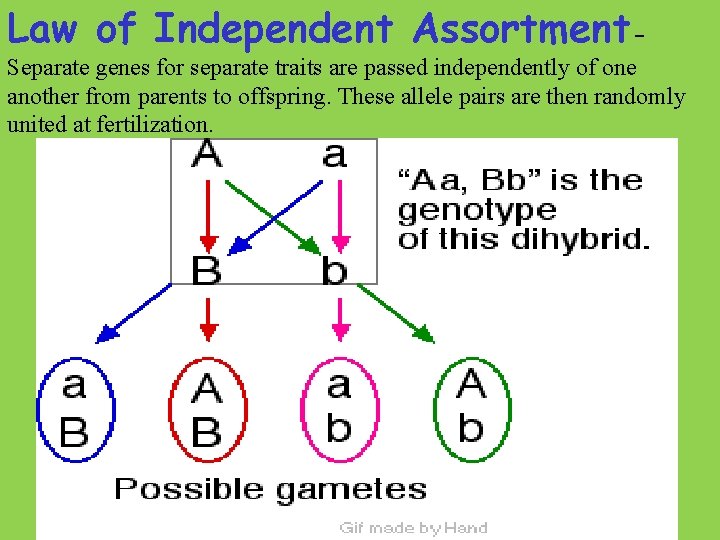 Law of Independent Assortment- Separate genes for separate traits are passed independently of one