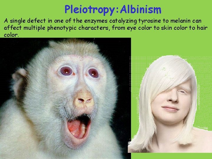 Pleiotropy: Albinism A single defect in one of the enzymes catalyzing tyrosine to melanin