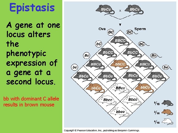 Epistasis A gene at one locus alters the phenotypic expression of a gene at