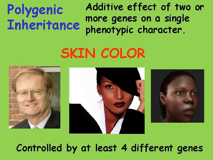 Polygenic Inheritance Additive effect of two or more genes on a single phenotypic character.
