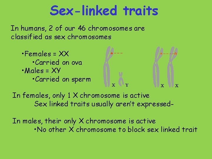 Sex-linked traits In humans, 2 of our 46 chromosomes are classified as sex chromosomes