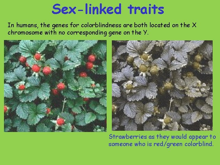 Sex-linked traits In humans, the genes for colorblindness are both located on the X