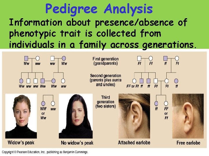 Pedigree Analysis Information about presence/absence of phenotypic trait is collected from individuals in a