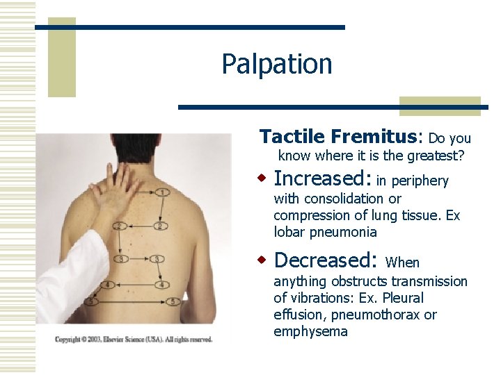 Palpation Tactile Fremitus: Do you know where it is the greatest? w Increased: in