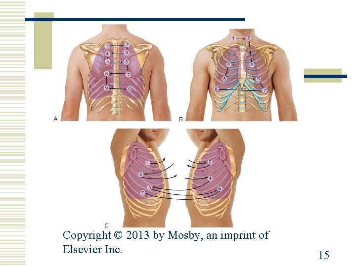 Copyright © 2013 by Mosby, an imprint of Elsevier Inc. 15 